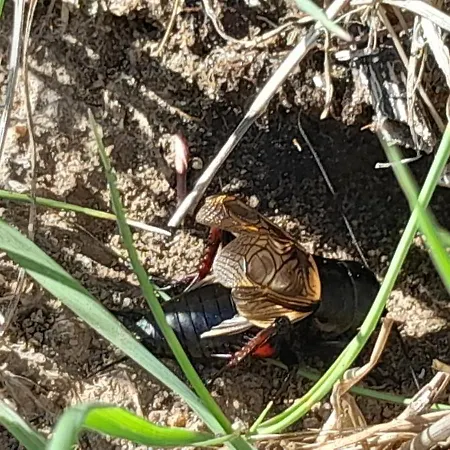 Ecrin De Tranquillite - Centre Village Гостевой дом