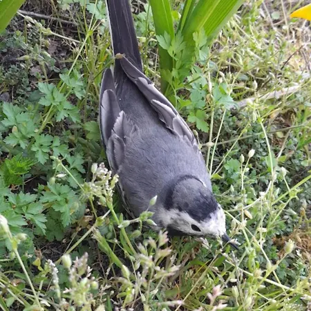 Ecrin De Tranquillite - Centre Village Гостевой дом Барнвиль-Картере