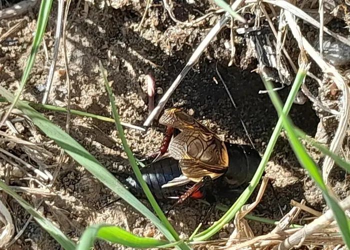 Ecrin De Tranquillite - Centre Village Guest house