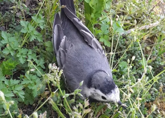 Ecrin De Tranquillite - Centre Village Guest house Barneville-Carteret